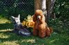 Pudel Foto: Boy-Franky of Munich`s Aristrocratic Beauties (ID 39680) Pudel Hund