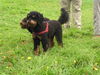 Pudel Foto: Pudel Dobby und Schwester (ID 46681) Pudel Hund