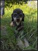 Pudel Foto: BlackandTanPudel Axel (ID 30407) Pudel Hund