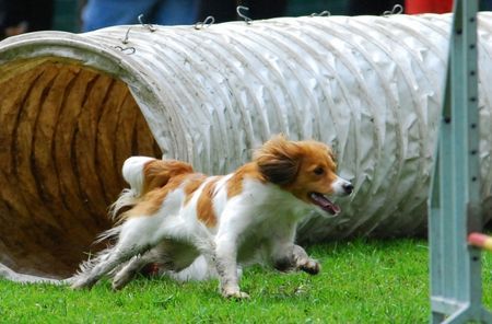 Nederlandse Kooikerhondje May v.d. Ukkesteyn-Agiturnier 1.7.07