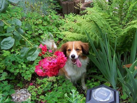 Nederlandse Kooikerhondje Hunde Foto 28299 in höherer Auflösung ansehen Nederlandse Kooikerhondje