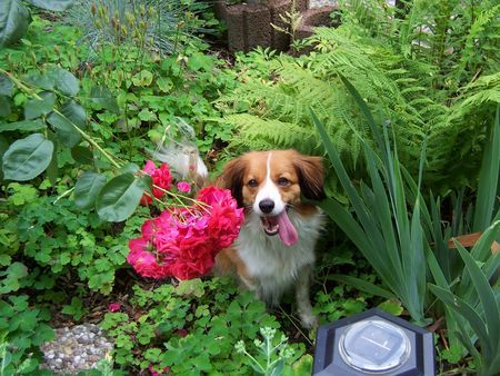 Nederlandse Kooikerhondje