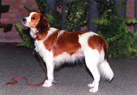 Nederlandse Kooikerhondje