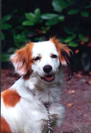 Nederlandse Kooikerhondje