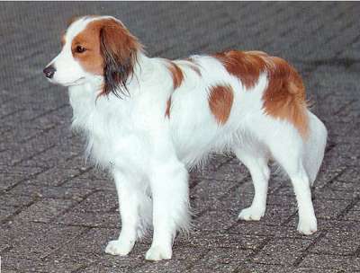 Nederlandse Kooikerhondje