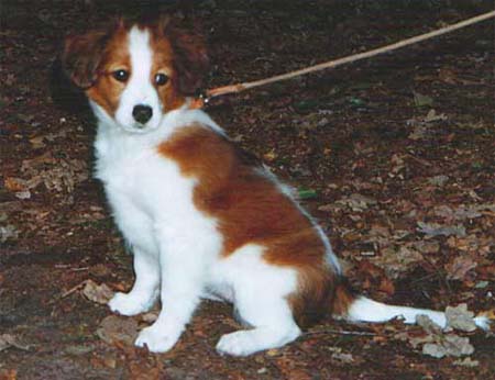 Nederlandse Kooikerhondje