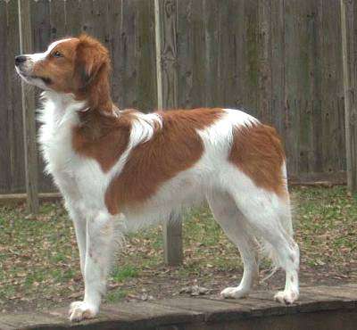 Nederlandse Kooikerhondje