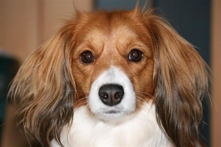 Nederlandse Kooikerhondje May v.d. Ukkesteyn