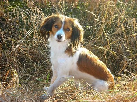 Nederlandse Kooikerhondje Lilly v.d Ukkesteyn