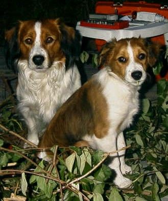 Nederlandse Kooikerhondje Hunde Foto 1456 Nederlandse Kooikerhondje Zwei junger Kooiker-Ruden Argos und Elmo