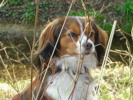 Nederlandse Kooikerhondje