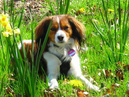 Nederlandse Kooikerhondje Hunde Foto 37839 Nederlandse Kooikerhondje