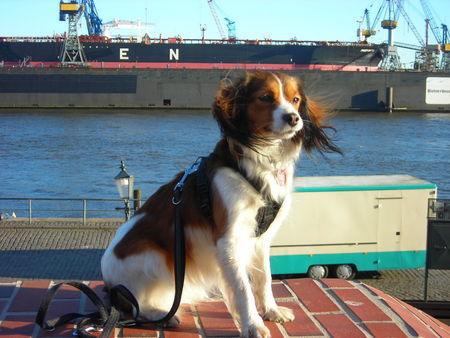 Nederlandse Kooikerhondje