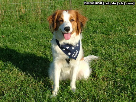 Nederlandse Kooikerhondje Das ist Peke unsere kleine Süße