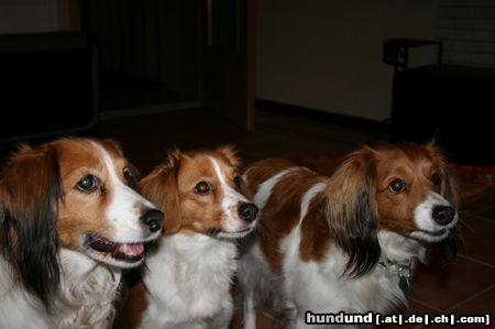 Nederlandse Kooikerhondje meine drei Ladys-Wieske, May(verst.) und Noel