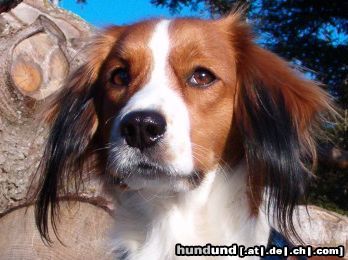 Nederlandse Kooikerhondje Kooikerhondje van Tareja