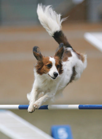 Nederlandse Kooikerhondje Hunde Foto 34319 in höherer Auflösung ansehen Nederlandse Kooikerhondje Kooikerhondje Taga's Eisa