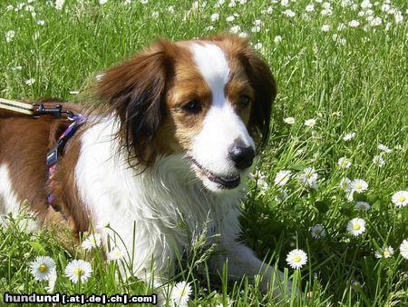 Nederlandse Kooikerhondje Luna 