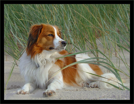 Nederlandse Kooikerhondje Hunde Foto 31808 in höherer Auflösung ansehen Nederlandse Kooikerhondje Whisky 2,5 Jahre