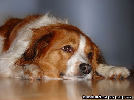 Nederlandse Kooikerhondje Mein Hund Whisky