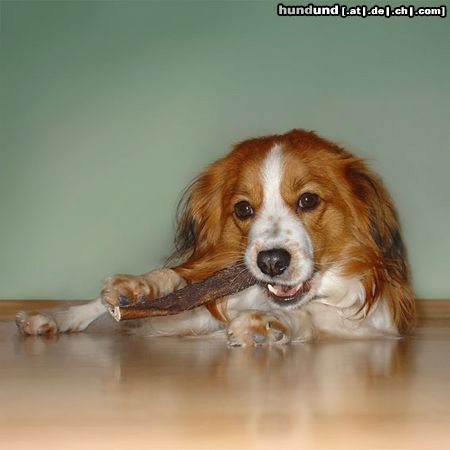 Nederlandse Kooikerhondje Mein Hund Whisky