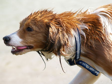 Nederlandse Kooikerhondje