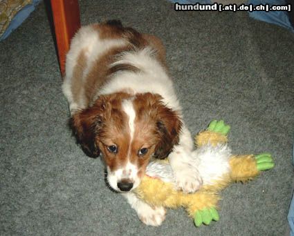 Nederlandse Kooikerhondje Hunde Foto 8772 Nederlandse Kooikerhondje Birdy - 10 Wochen