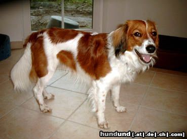 Nederlandse Kooikerhondje Hunde Foto 18093 in höherer Auflösung ansehen Nederlandse Kooikerhondje Birdy - 1 Jahr