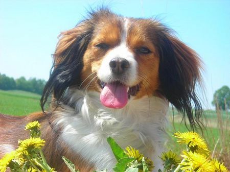Nederlandse Kooikerhondje Hunde Foto 38088 in höherer Auflösung ansehen Nederlandse Kooikerhondje Lilly v.d.ukkesteyn