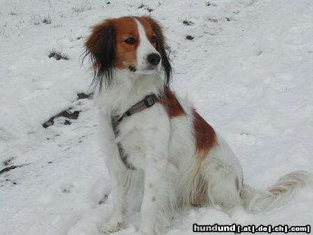 Nederlandse Kooikerhondje Diva Renskje van Eenthuis