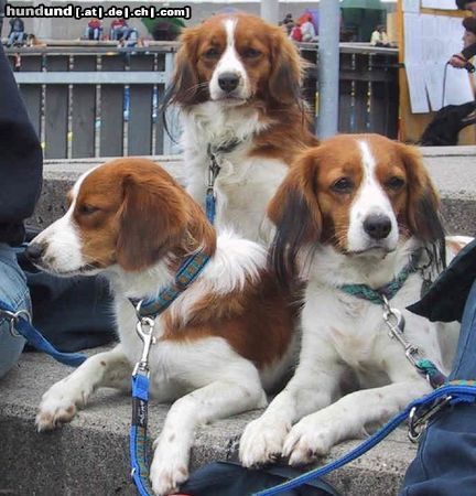 Nederlandse Kooikerhondje Kooikerhondje's van Eenthuis