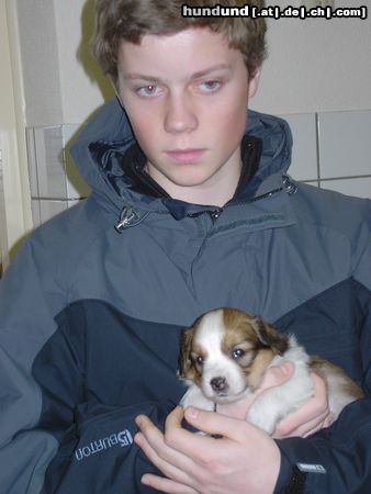 Nederlandse Kooikerhondje Hunde Foto 7224 Nederlandse Kooikerhondje 4 Wochen alte Hündin