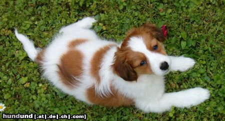 Nederlandse Kooikerhondje Leyla v.d. Ukkesteyn 