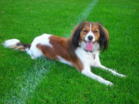 Nederlandse Kooikerhondje Lilly v.d Ukkesteyn