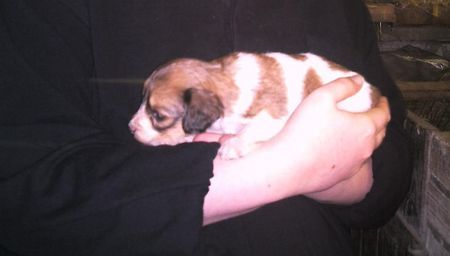 Nederlandse Kooikerhondje Hunde Foto 27618 in höherer Auflösung ansehen Nederlandse Kooikerhondje May v.d. Ukkesteyn- kapp ein Monat alt