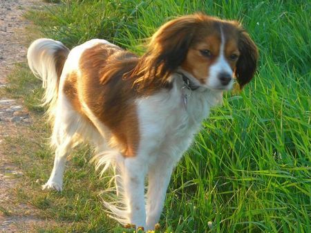 Nederlandse Kooikerhondje Lilly v.d.ukkesteyn