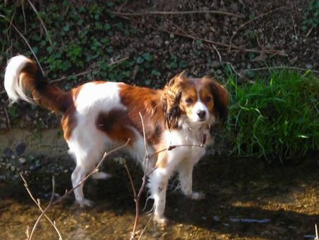 Nederlandse Kooikerhondje Hunde Foto 37767 Nederlandse Kooikerhondje
