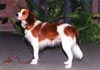 Nederlandse Kooikerhondje Foto (ID 158) Nederlandse Kooikerhondje Hund