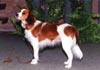 Nederlandse Kooikerhondje Hund