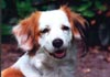 Nederlandse Kooikerhondje Foto (ID 159) Nederlandse Kooikerhondje Hund