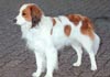 Nederlandse Kooikerhondje Hund