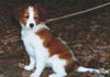 Nederlandse Kooikerhondje Foto (ID 161) Nederlandse Kooikerhondje Hund
