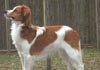 Nederlandse Kooikerhondje Foto (ID 162) Nederlandse Kooikerhondje Hund