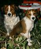 Nederlandse Kooikerhondje Foto: Zwei junger Kooiker-Ruden Argos und Elmo (ID 1456) Nederlandse Kooikerhondje Hund