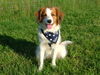 Nederlandse Kooikerhondje Foto: Das ist Peke unsere kleine Süße (ID 26280) Nederlandse Kooikerhondje Hund