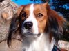 Nederlandse Kooikerhondje Foto: Kooikerhondje van Tareja (ID 24803) Nederlandse Kooikerhondje Hund