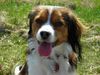 Nederlandse Kooikerhondje Foto: meine lilly (ID 37665) Nederlandse Kooikerhondje Hund