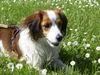 Nederlandse Kooikerhondje Hund