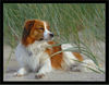 Nederlandse Kooikerhondje Foto: Whisky 2,5 Jahre (ID 31808) Nederlandse Kooikerhondje Hund