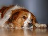 Nederlandse Kooikerhondje Foto: Mein Hund Whisky (ID 19338) Nederlandse Kooikerhondje Hund